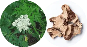 Жгун-корень