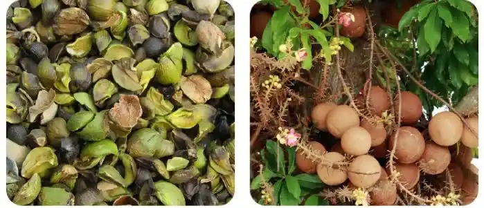 Масло семян дерева Сал в составе Атоми Бальзам для рук Масло ши