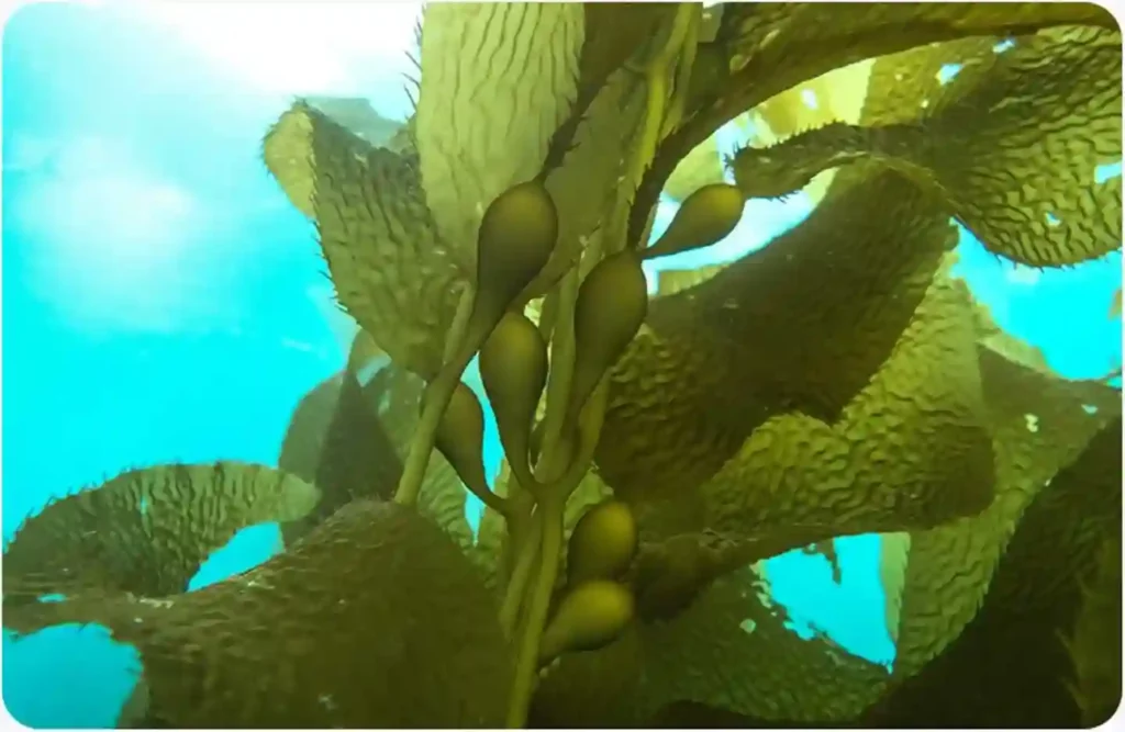 Экстракт ламинарии в составе Атоми Бальзам для рук Морской