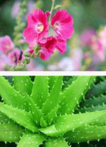 Атоми фито-комплекс