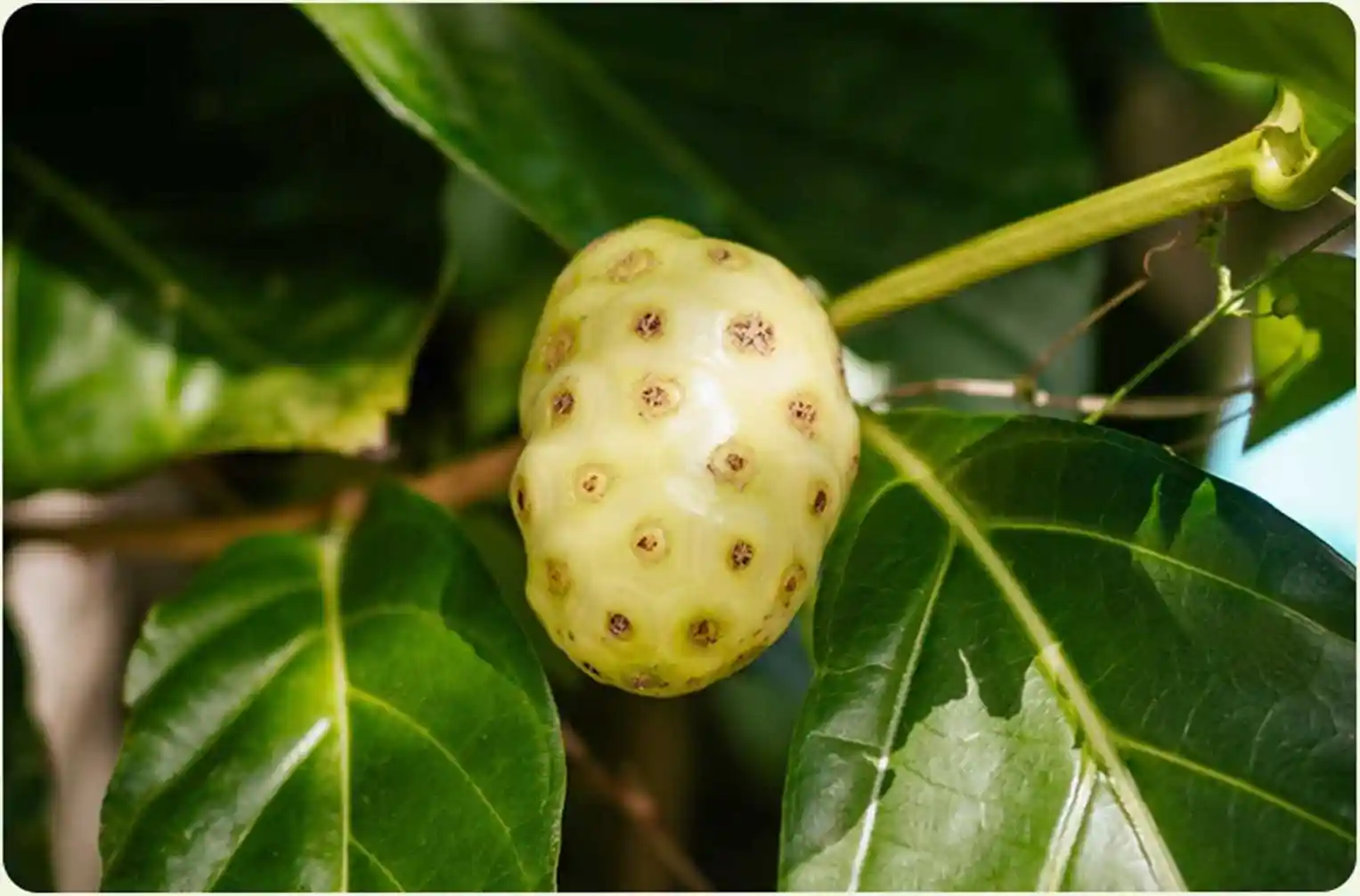 Атоми Ферментированный концентрат Нони Атоми Ферментированный концентрат Нони